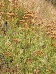 Tanacetum siculum