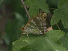 Argynnis paphia