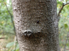 Chilocorus renipustulatus