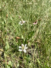 Anemopsis californica
