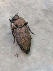 Capnodis tenebricosa