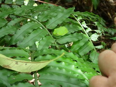 Zhangixalus taipeianus