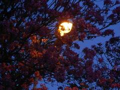 Handroanthus heptaphyllus