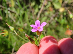 Geranium purpureum