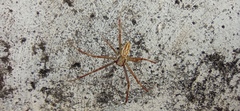 Argiope bruennichi