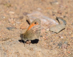 Coenonympha pamphilus