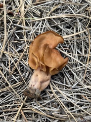 Gyromitra infula