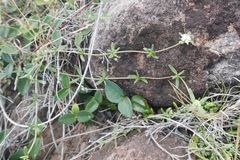 Spermacoce bahamensis