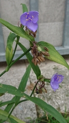 Tradescantia