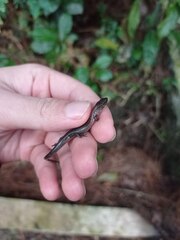 Subdoluseps bowringii