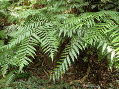 Gymnosphaera podophylla