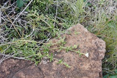 Spermacoce bahamensis