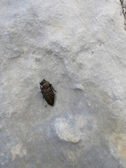 Capnodis tenebricosa