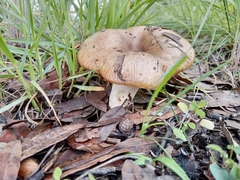 Russula cerolens