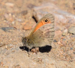 Coenonympha pamphilus