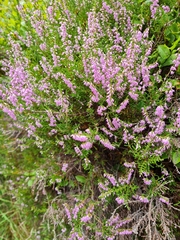 Calluna vulgaris