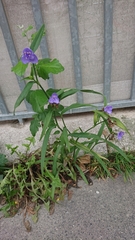 Tradescantia