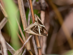 Chalciope mygdon