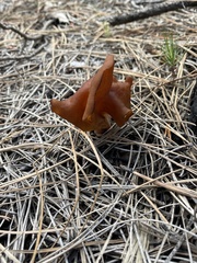 Gyromitra infula