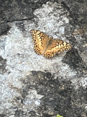 Euptoieta claudia