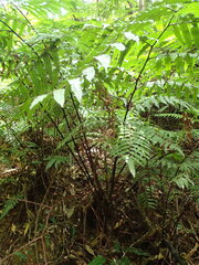 Gymnosphaera podophylla