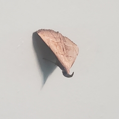 Macrochilo litophora