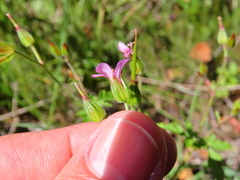 Geranium purpureum