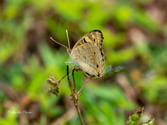 Junonia orithya