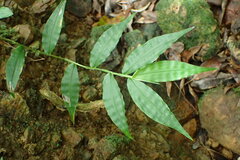 Oplismenus compositus