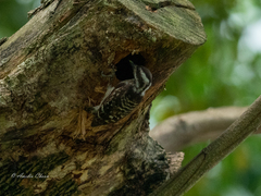 Yungipicus moluccensis