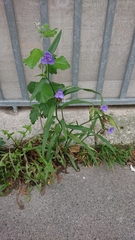 Tradescantia