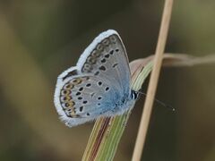 Plebejus argus