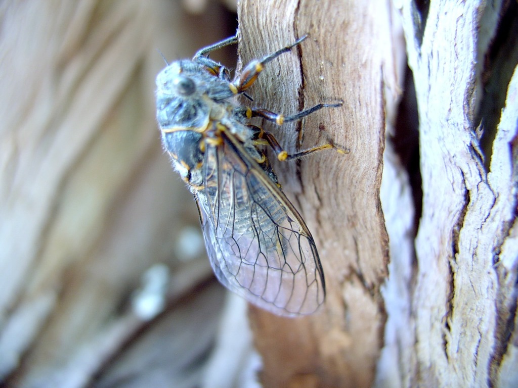 Tibicina nigronervosa