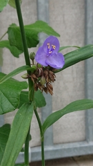 Tradescantia