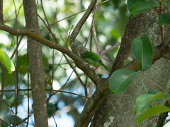 Psilopogon lineatus