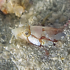 Barred Sand Burrower photo 2