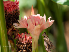 Etlingera elatior