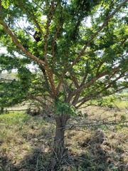 Vachellia robusta robusta