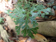 Selaginella doederleinii