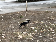 Corvus cornix