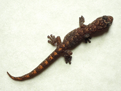 Christinus marmoratus