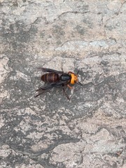 Vespa mandarinia