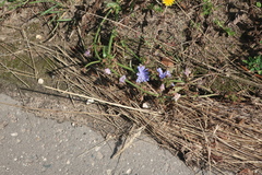 Cichorium intybus