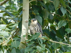 Falco amurensis