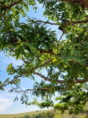 Vachellia robusta robusta