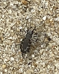 Cicindela hirticollis