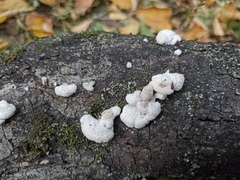Schizophyllum