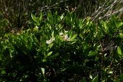 Stenostomum acutatum
