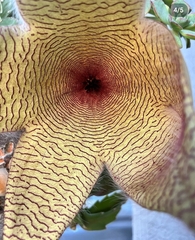 Stapelia