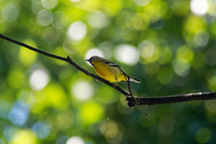 Pteruthius intermedius